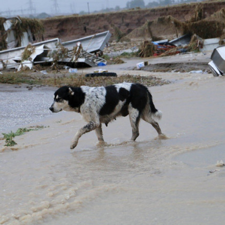 Προειδοποίηση Τζανάκη για πλημμυροπαθείς Θεσσαλίας: «Κινδυνεύουν από λεπτοσπείρωση και νόσο των πτηνοτρόφων»
