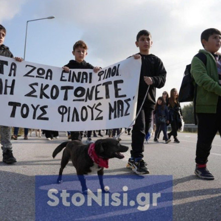Λέσβος: Έριξαν φόλες σε αυλή δημοτικού σχολείου και σκότωσαν σκυλίτσα μαθήτριας