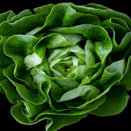 10 ευρώ για ένα κιλό χόρτα και ένα μαρούλι σε λαϊκή στη Λάρισα – Καλπάζουν οι τιμές λόγω ελλείψεων