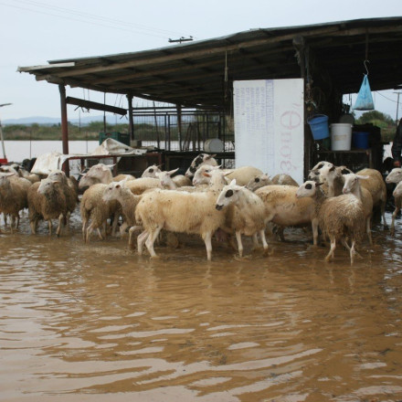 Πότε πληρώνονται οι αποζημιώσεις στους αγρότες της Θεσσαλίας