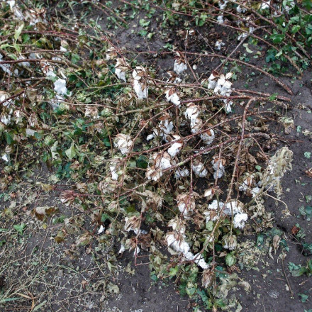 Κακοκαιρία Daniel: Καταστροφές στο 70% της βαμβακοκαλλιέργειας στη Θεσσαλία – Μειωμένη έως και 20% η παραγωγή της χώρας