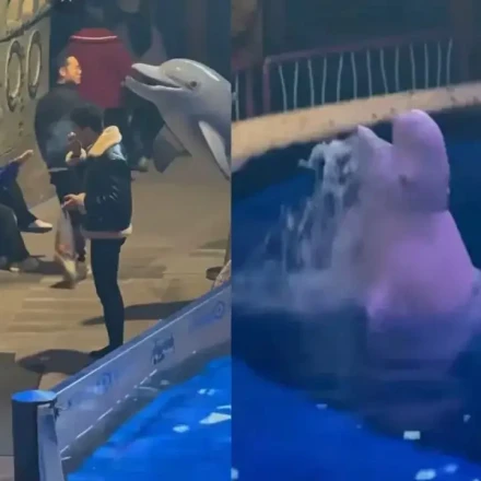 Viral η στιγμή που φάλαινα Beluga λούζει άνδρα που ανάβει τσιγάρο δίπλα της