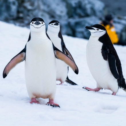 Η φύση εκπέμπει SOS: 60.000 αφρικανικοί πιγκουίνοι πέθαναν από ασιτία - «Ανησυχητικά τα ευρήματα»