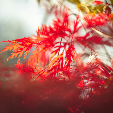 Το δέντρο που αλλάζει χρώμα όλες τις εποχές και ταιριάζει ακόμη και στα πιο μικρά μπαλκόνια