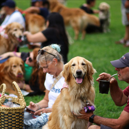Χιλιάδες Golden Retriever επιχειρούν να σπάσουν παγκόσμιο ρεκόρ στο μεγαλύτερο σκυλοραντεβού