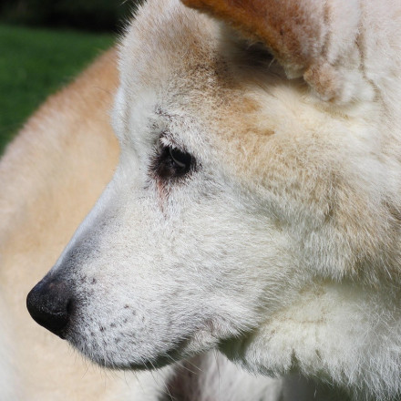 Ξέχνα το «επί 7»: Οι επιστήμονες προτείνουν μια νέα φόρμουλα για τον υπολογισμό της ηλικίας του σκύλου σου