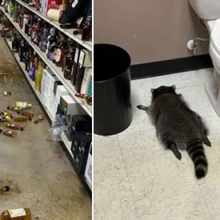 Απίστευτη διάρρηξη σε κάβα στις ΗΠΑ: Ρακούν μέθυσε με ουίσκι και βρέθηκε λιπόθυμο στις τουαλέτες