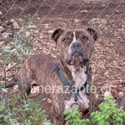 Ζάκυνθος: Οργισμένος ο πατέρας του Λίο -«Να εγκαταλείψω το παιδί μου; Ο καθένας λέει ό,τι γουστάρει»