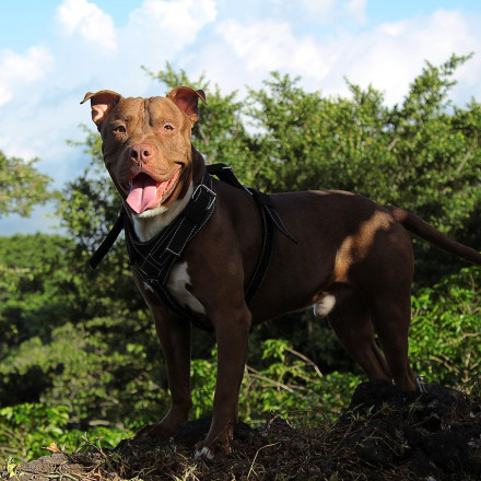 Τι πρέπει να γνωρίζουμε για τα πίτμπουλ και τα παιδιά, σύμφωνα με μια εκπαιδεύτρια σκύλων