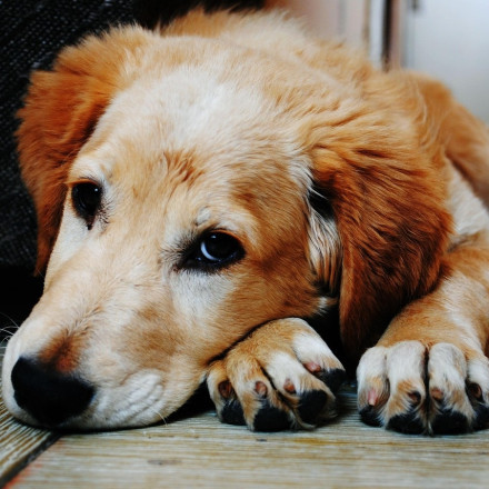 Ελεύθερος ο 90χρονος που έθαψε ζωντανό τον σκύλο της κόρης του- «Νόμιζα πως ήταν νεκρό», ισχυρίστηκε