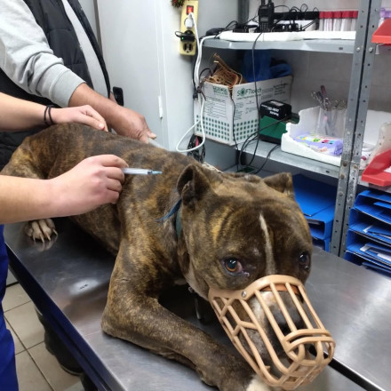 Ζάκυνθος: Στο ΔΙΚΕΠΑΖ το πίτμπουλ μετά τη φονική επίθεση στον 2χρονο Λίο - Τι θα γίνει με τον σκύλο