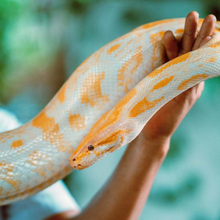 Φως στο παράνομο εμπόριο άγριων ειδών – Έρευνα σοκ για το «αόρατο» έγκλημα στην Ελλάδα