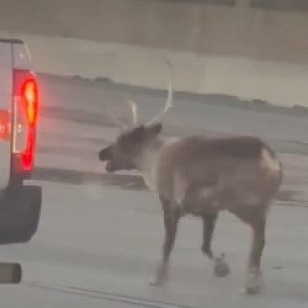 «Καλέ ο Ρούντολφ»: Απίστευτες αντιδράσεις με τάρανδο σε αυτοκινητόδρομο της Καλιφόρνια