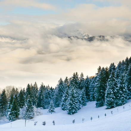 Χριστουγεννιάτικα δέντρα με… drones και AI: Πώς η τεχνολογία αλλάζει τις φάρμες παραγωγής στον κόσμο