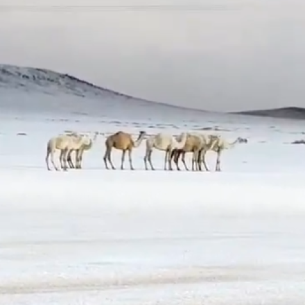 Στα «λευκά» ντύθηκε η Σαουδική Αραβία - Καμήλες περπατούν στη χιονισμένη έρημο