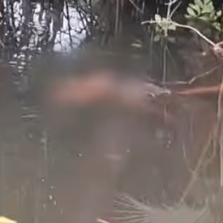 Ινδονησία: Κροκόδειλος άρπαξε 10χρονο αγόρι την ώρα που κολυμπούσε - Ούρλιαζε για «βοήθεια»
