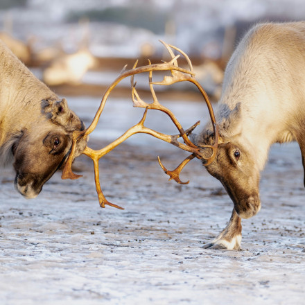 Οι τάρανδοι του Άη Βασίλη σε κίνδυνο: Ποιος τους σκοτώνει και τι σχέση έχει ο πόλεμος στην Ουκρανία