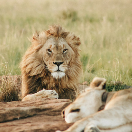 9 καλά νέα για τα ζώα που μας έδωσε το 2025