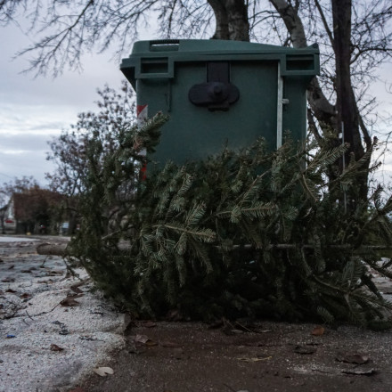Η Ευρώπη «τιμωρεί» το πέταμα του χριστουγεννιάτικου δέντρου στα σκουπίδια - Τι ισχύει για την Ελλάδα
