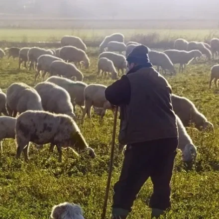 Άνω Βιάννος: Τρεις συλλήψεις για ζωοκτονία 40 προβάτων, ιδιοκτησίας 38χρονου