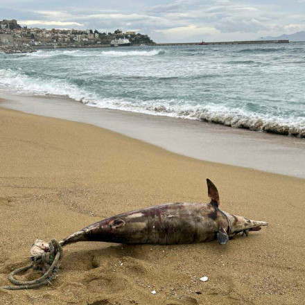 Καβάλα: Νεκρό δελφίνι ξεβράστηκε στην παραλία Ραψάνης - Είχε δεμένο σκοινί στην ουρά του