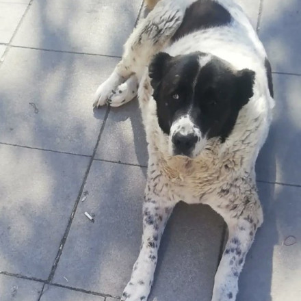 Σύσσωμη κατακραυγή για τον θάνατο της σκυλίτσας «Ματμαζέλ» στο μετρό της Άγκυρας-Κατεπείγουσα έρευνα