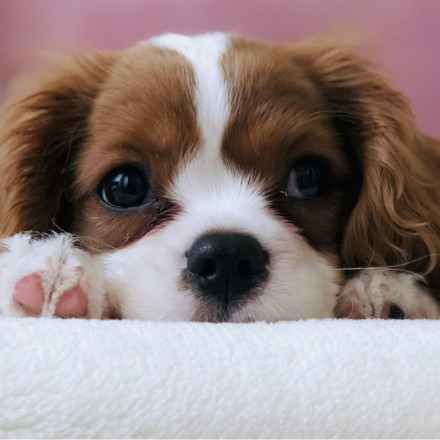 Ρέθυμνο: Κτήνη άφησαν 17 κουτάβια να πεθάνουν κάτω από γέφυρα