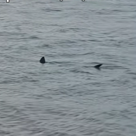 Απίστευτο σκηνικό στο Λουτράκι: Καρχαρίας «κόβει» βόλτες στα ρηχά παραλίας και γίνεται... viral