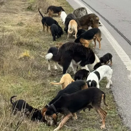 Τρίπολη: Τρόμος με τις αγέλες αδέσποτων μετά την «επανένταξη»
