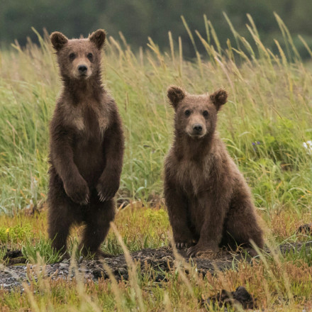 Αρκούδες με ταυτότητα - Η τεχνητή νοημοσύνη αλλάζει τη μελέτη της άγριας φύσης