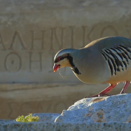 Τα ζώα που βρήκαν καταφύγιο και σώθηκαν στους αρχαιολογικούς χώρους της Ελλάδας