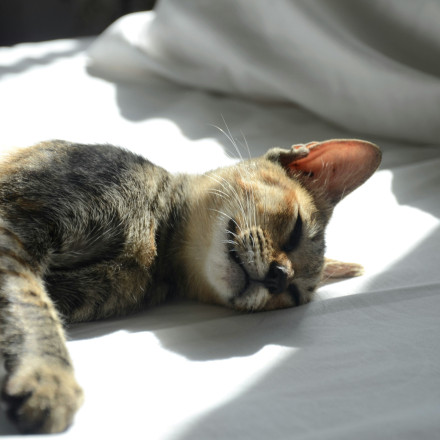 Όσοι κοιμούνται με τα κατοικίδιά τους στο κρεβάτι μοιράζονται αυτά τα γνωρίσματα