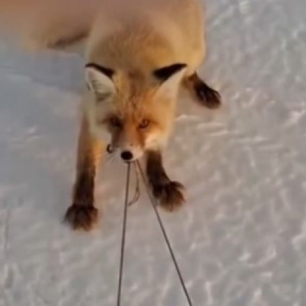 Πεισματάρα αλεπού κλέβει έλκηθρο με ψάρια – Το viral βίντεο που κάνει τον γύρο του διαδικτύου