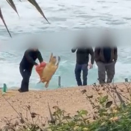 Οργή στην Πάφο: Συνελήφθησαν 4 υπάλληλοι για κακοποίηση νεκρής χελώνας