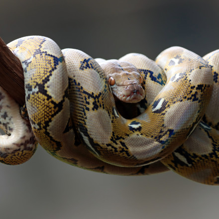 Αυστραλία: Γυναίκα ξύπνησε με ένα πύθωνα 2,5 μέτρων πάνω στο στήθος της