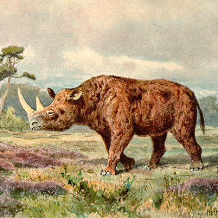 Μαλλιαρός ρινόκερος στο στομάχι λυκόπουλου για 14.000 χρόνια: Το τρομερό ζώο που έζησε κάποτε στη Γη