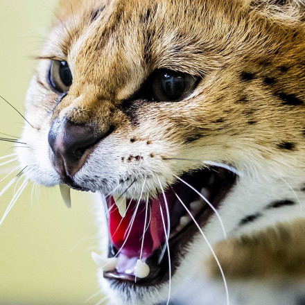 Παρίσι: Προσπάθησε να κρύψει σπάνια αιλουροειδή πετώντας τα από το μπαλκόνι