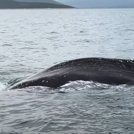 Φάλαινα-φυσητήρας κολυμπά δίπλα σε σκάφος ψαράδων στον Παγασητικό