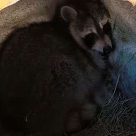 Λαθρεπιβάτης κατά λάθος: Ρακούν μπήκε παράνομα σε όχημα και ταξίδεψε από τις ΗΠΑ ως τη Λευκορωσία