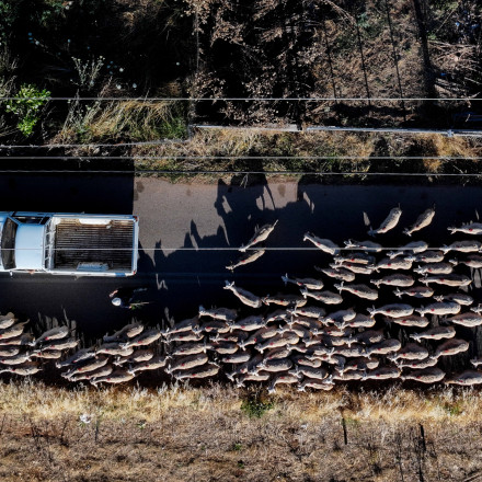 Αποζημιώσεις κτηνοτρόφων: Νωρίτερα φέτος οι αιτήσεις αναγνώρισης ανωτέρας βίας