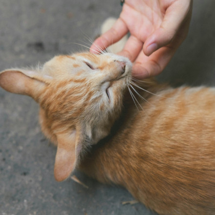 Το φονικό παράσιτο που κρύβεται στον εγκέφαλο – Τι δείχνει μελέτη για το τοξόπλασμα