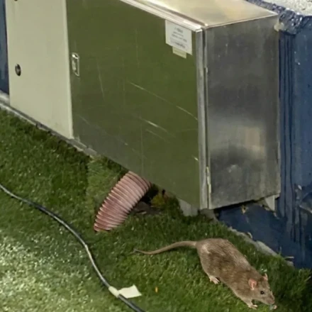 Μπαρτσελόνα: Απρόσμενος... επισκέπτης στο νέο Καμπ Νου ένας ποντικός (vid)