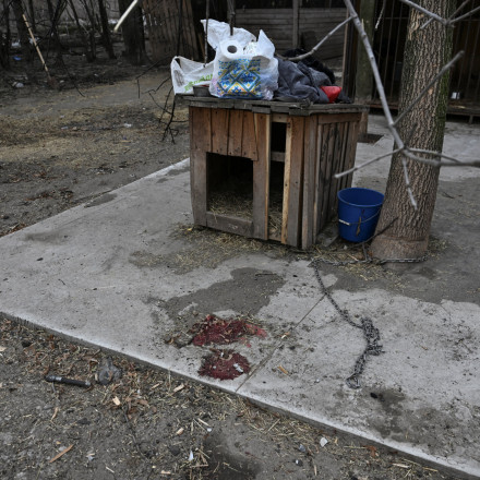 Πόλεμος στην Ουκρανία: Ρωσική επίθεση κατέστρεψε καταφύγιο ζώων, σκοτώνοντας αθώα πλάσματα