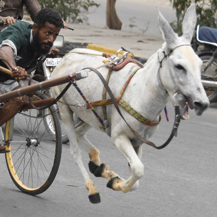 Απίστευτη διάρρηξη στην Τουρκία - Ο δράστης μπήκε στο μαγαζί με κλαρκ και διέφυγε με... γάιδαρο
