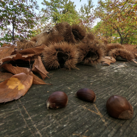 Κάστανο Πάικου: Ένα μοναδικό προϊόν με ρίζες 2.000 ετών που «γεννήθηκε» στο βουνό