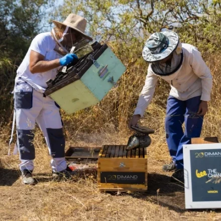 30.000 μέλισσες «μετακομίζουν» στην ταράτσα του ΜΙΝΙΟΝ – Η πρώτη αστική κυψέλη στο κέντρο της Αθήνας