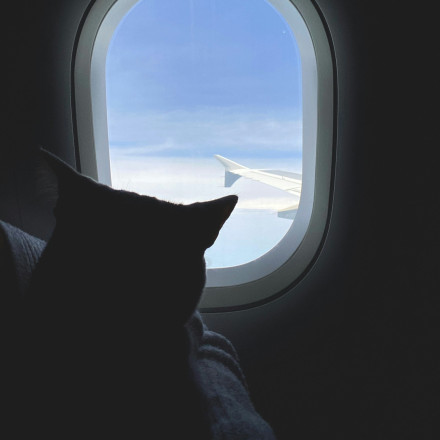 Ταξίδι με κατοικίδιο; Οι νέοι κανόνες της ΕΕ που αλλάζουν τα πάντα από τον Απρίλιο