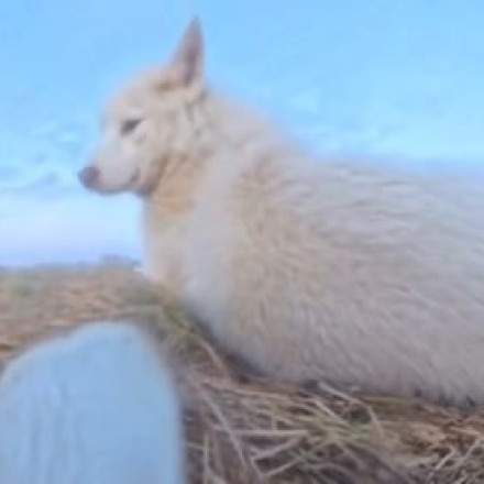 Γροιλανδία: Viral ο σκύλος που έκλεψε κάμερα του Associated Press, πάτησε εγγραφή και τράβηξε πλάνα