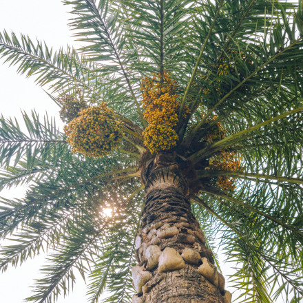 Άγνωστος ιός από νυχτερίδες στο Μπανγκλαντές προκαλεί σοβαρή νόσο στον άνθρωπο