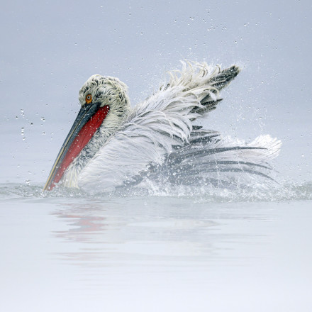 Το εντυπωσιακό κλικ αργυροπελεκάνου στη λίμνη Κερκίνη που μάγεψε το National Geographic